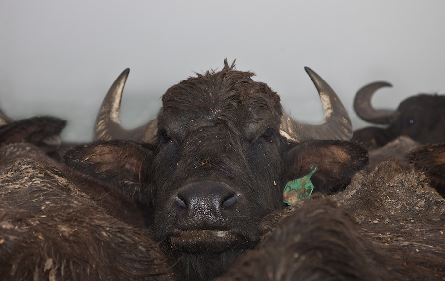 buffaloridgefarm3