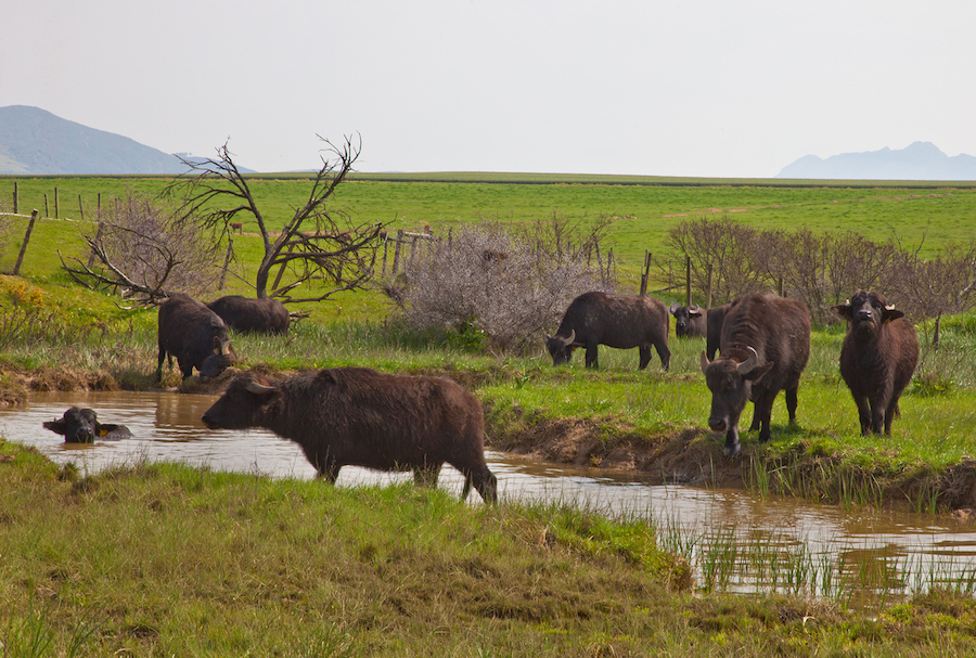 buffaloridgefarm7